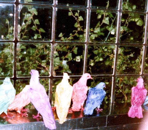 p Des pigeons multicolores.