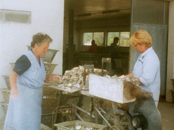 r J pezac devant la machine à piquer les coquilles huître